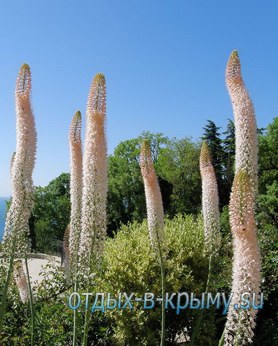 Какие культурные растения выращивают в Крыму?